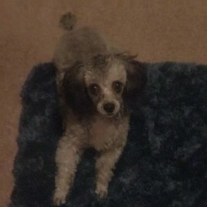 Meet your Posher, Janet